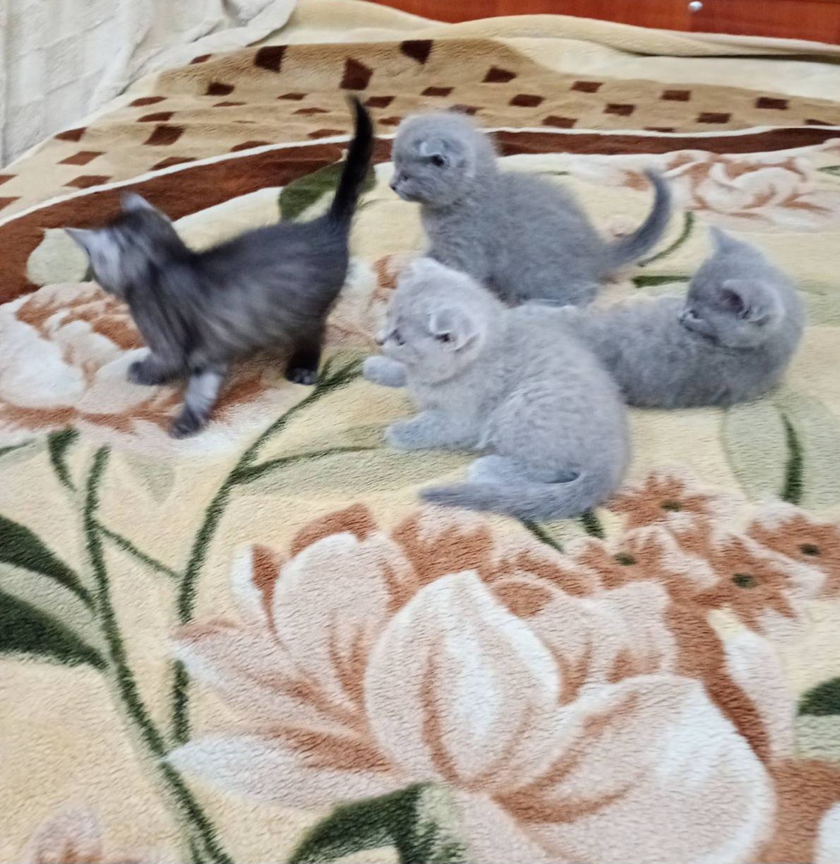 Кошеня
