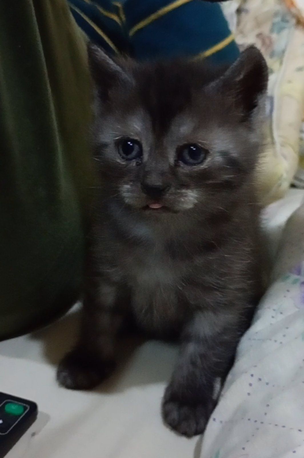 Кошеня