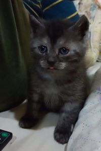 Кошеня
