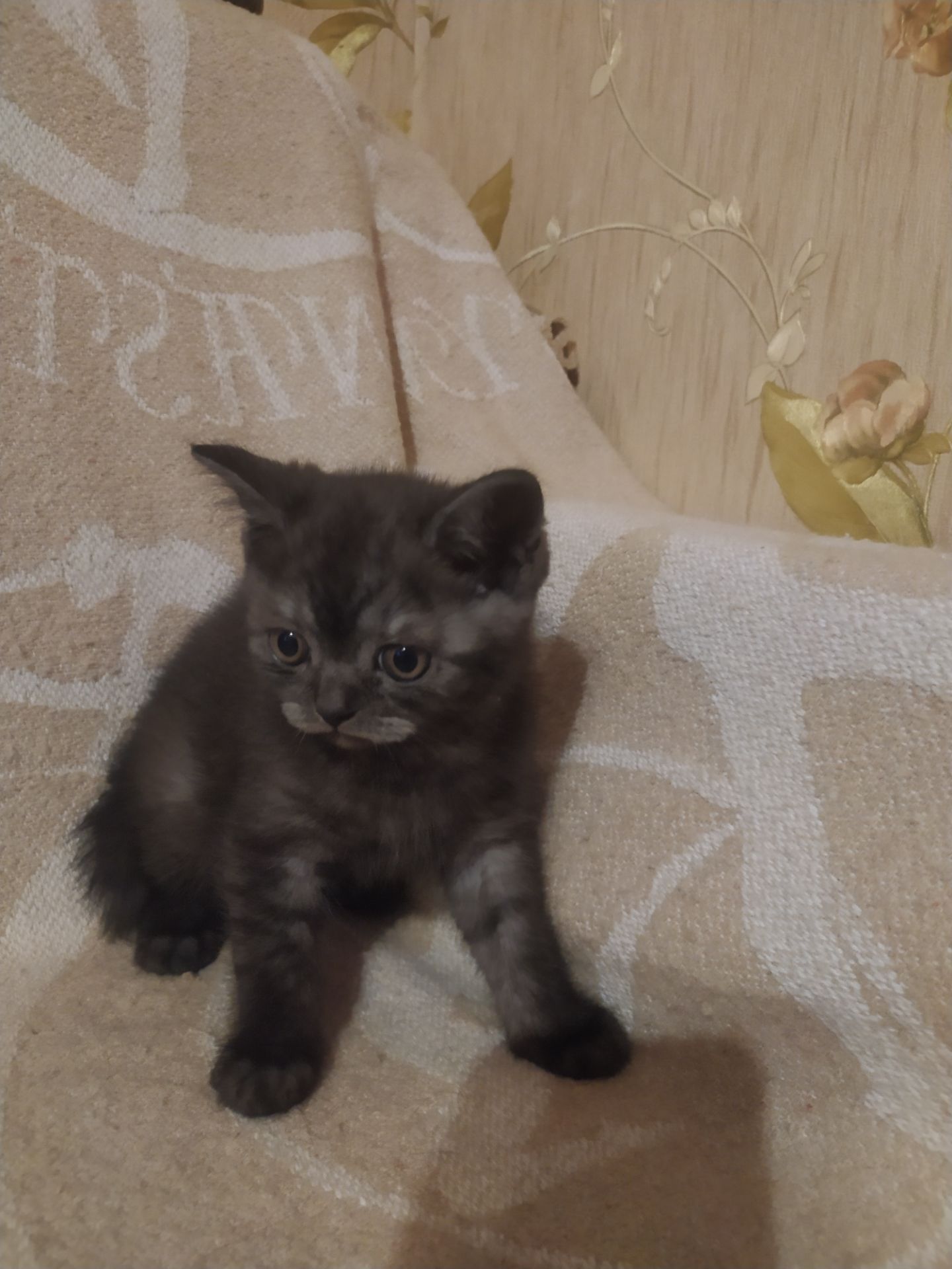 Прямовухі британці