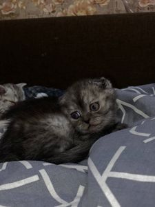 Висловухий хлопчик