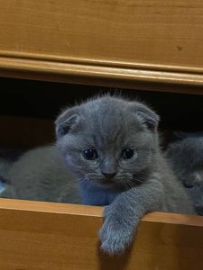 Висловухі британці