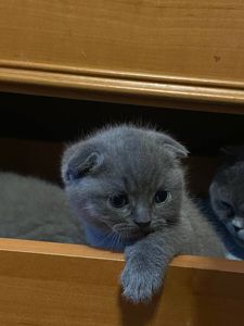 Висловухі британці