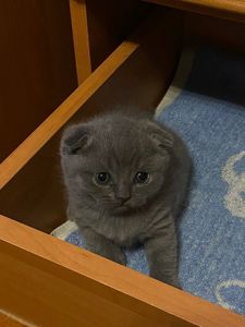Висловухі британці