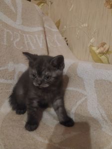 Прямовухі британці