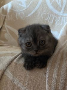 Висловухий хлопчик
