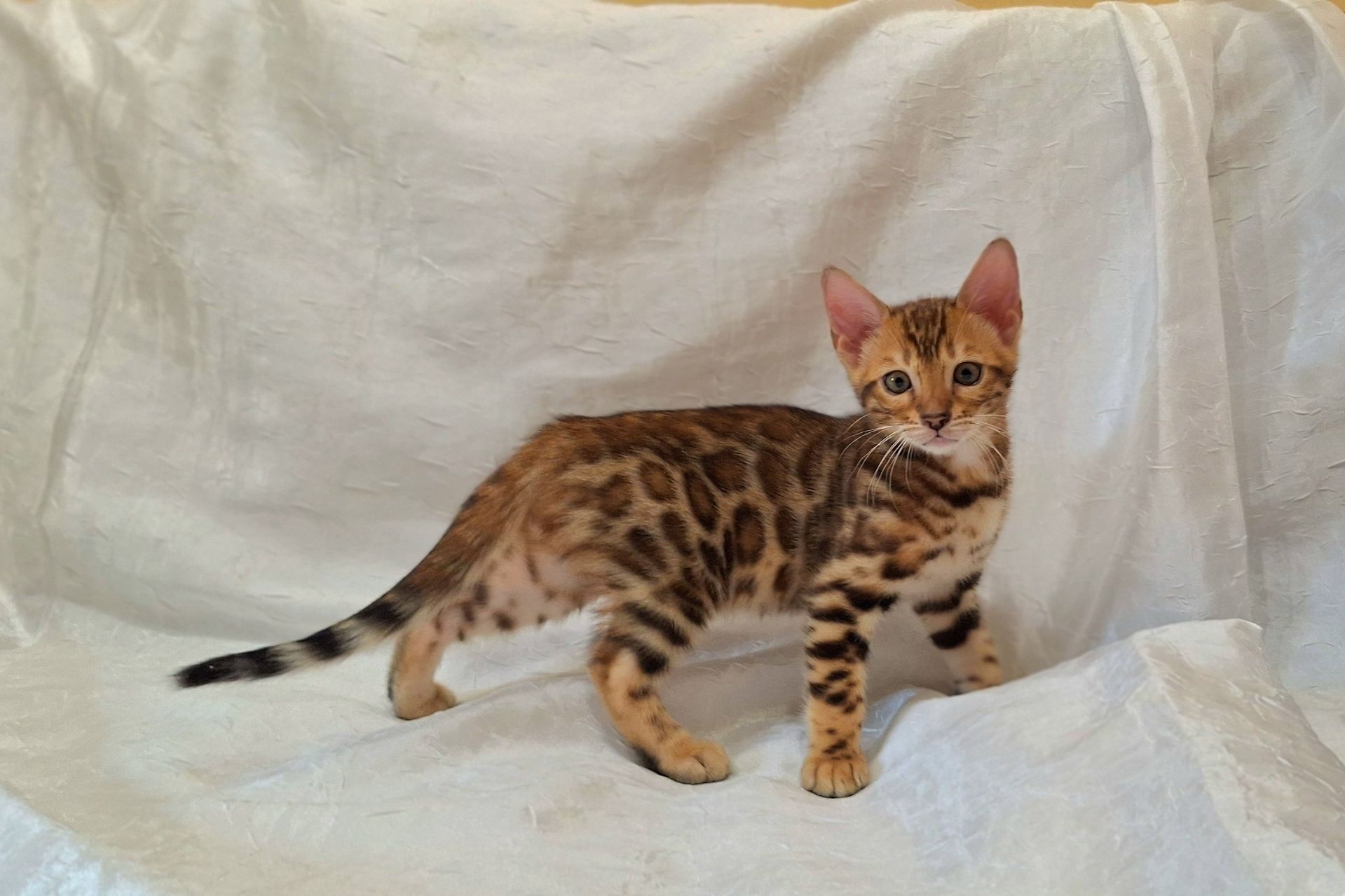 Осман шекарне кошеня