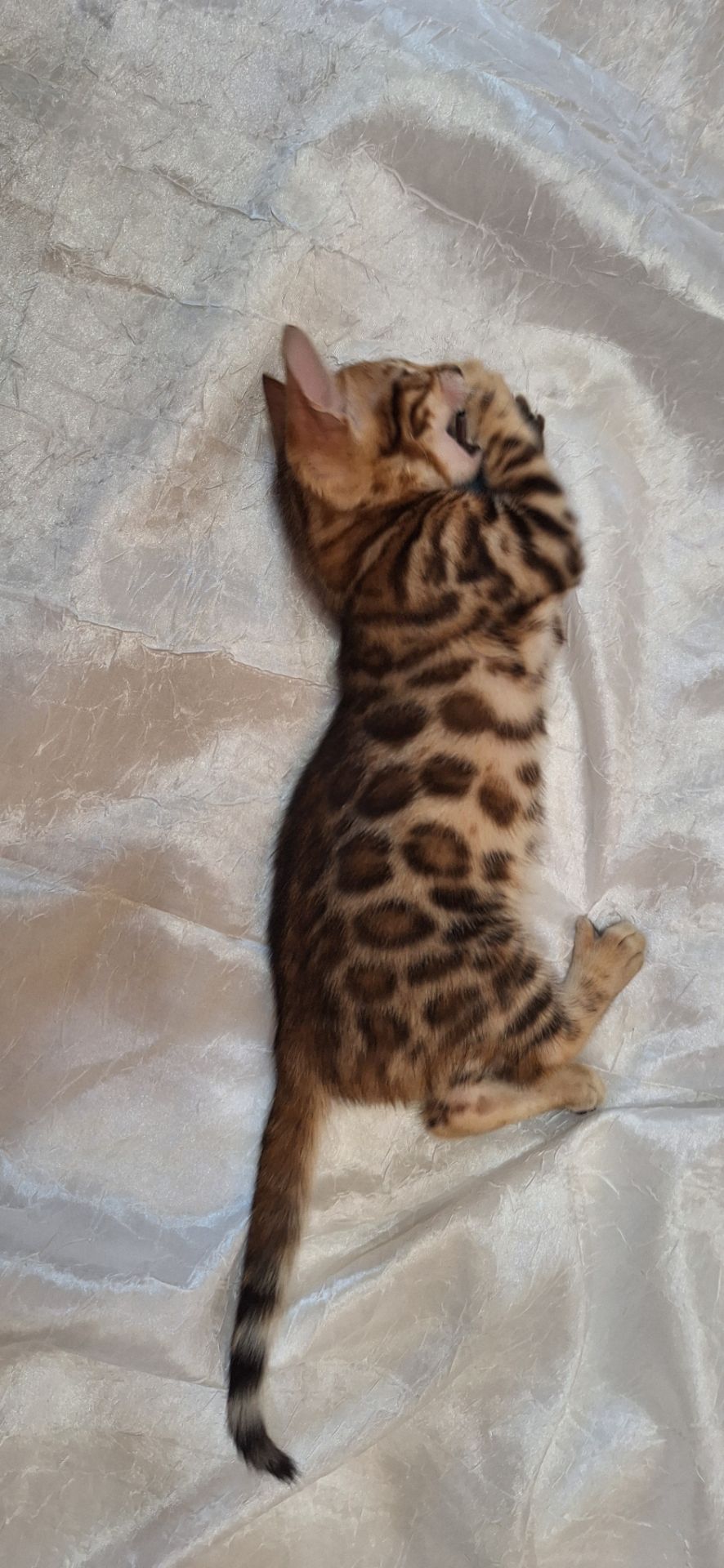 Осман шекарне кошеня