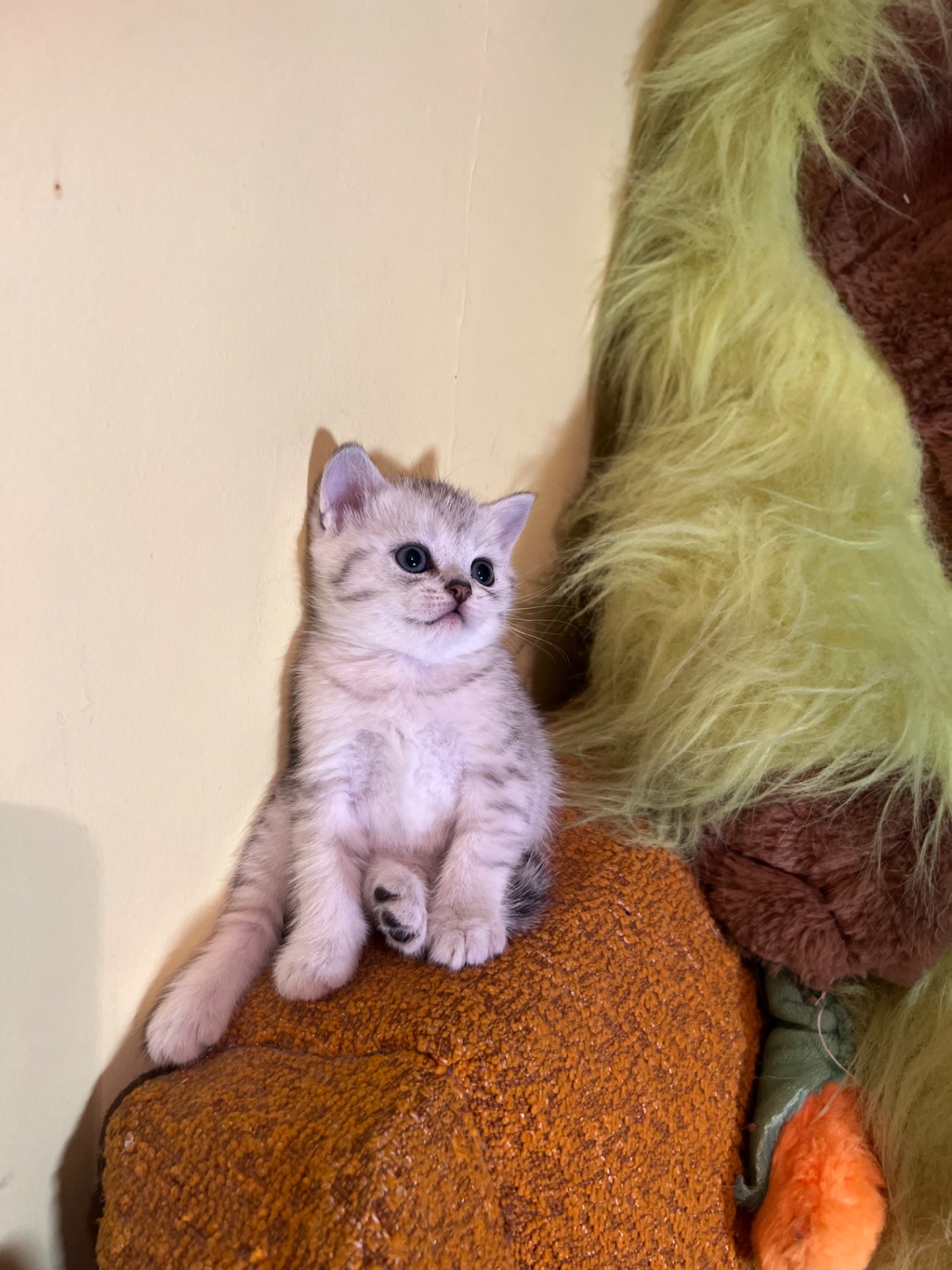 Шотландський прямовухий хлопчик