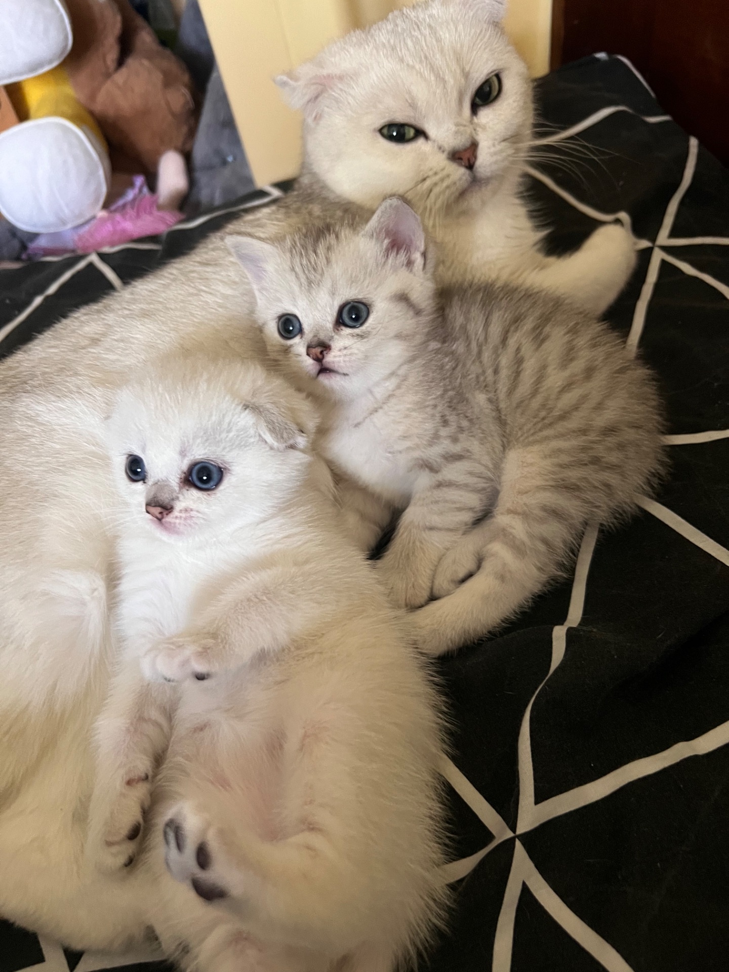 Шотландський прямовухий хлопчик