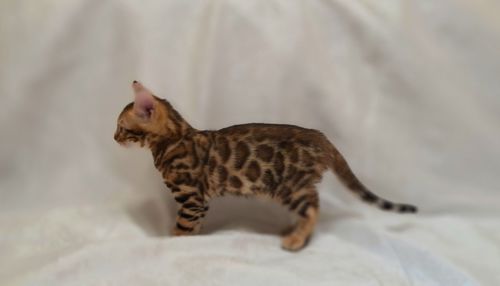 Осман шекарне кошеня
