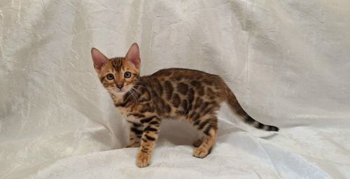 Осман шекарне кошеня