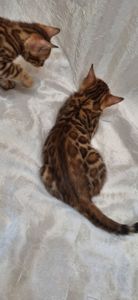Осман шекарне кошеня