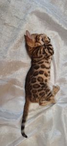 Осман шекарне кошеня