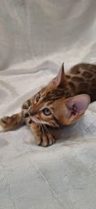 Осман шекарне кошеня