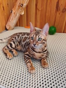 Бенгальські срібні, золоті і сніжні кошенятта