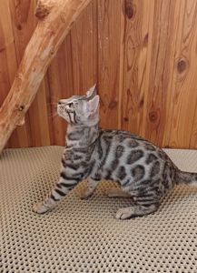Бкнгал срібний. кошеня