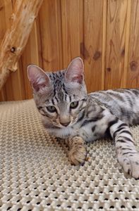 Бкнгал срібний. кошеня