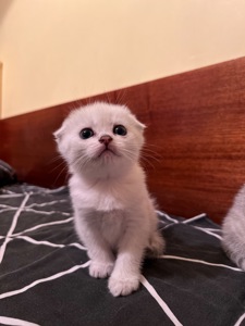 Шотландська дівчинка висловуха
