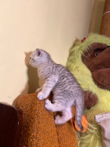 Шотландський прямовухий хлопчик