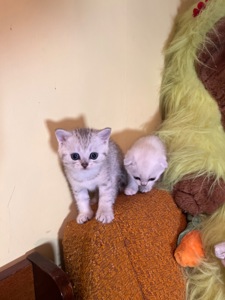 Шотландський прямовухий хлопчик