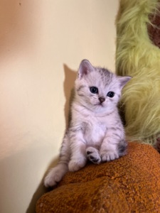 Шотландський прямовухий хлопчик