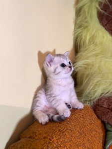 Шотландський прямовухий хлопчик