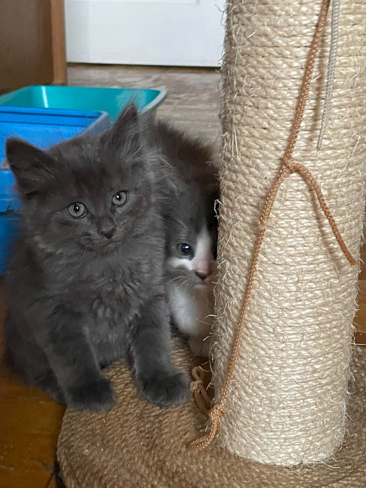 Кошеня