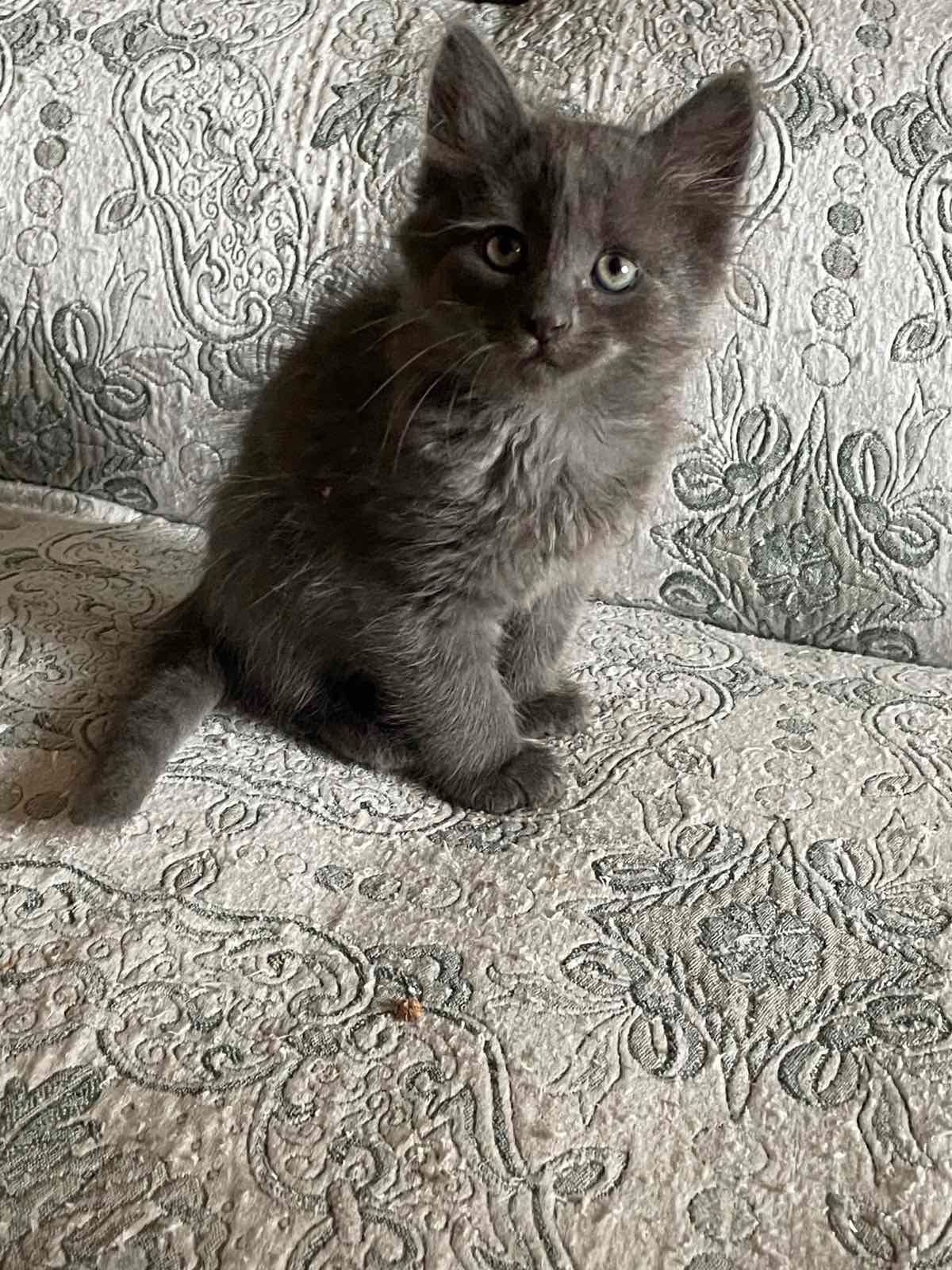 Кошеня