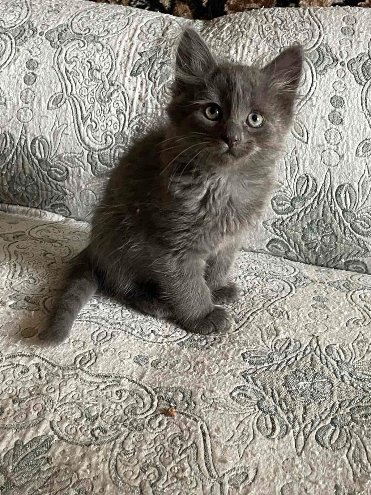 Кошеня