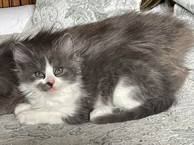 Кошеня