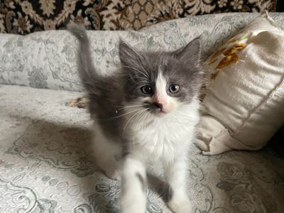 Кошеня