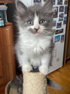 Кошеня