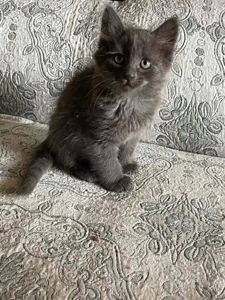 Кошеня