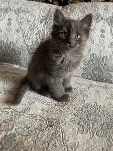 Кошеня