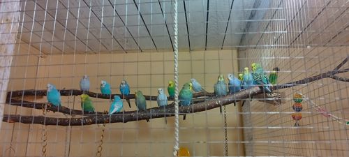 Волнистые попугаи