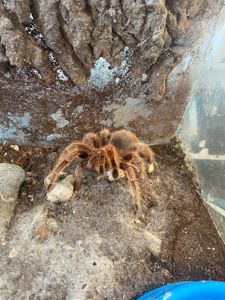 Grammostola rosea Red