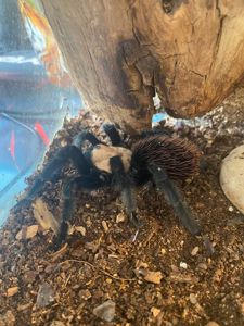 Brachypelma albiceps