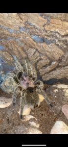 Brachypelma albopilosus