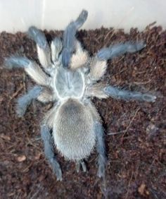 Monocentropus balfouri