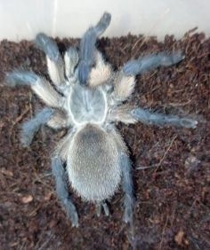 Monocentropus balfouri