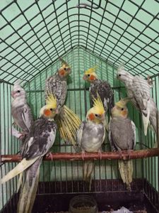 Кореллы птенцы