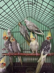 Кореллы птенцы