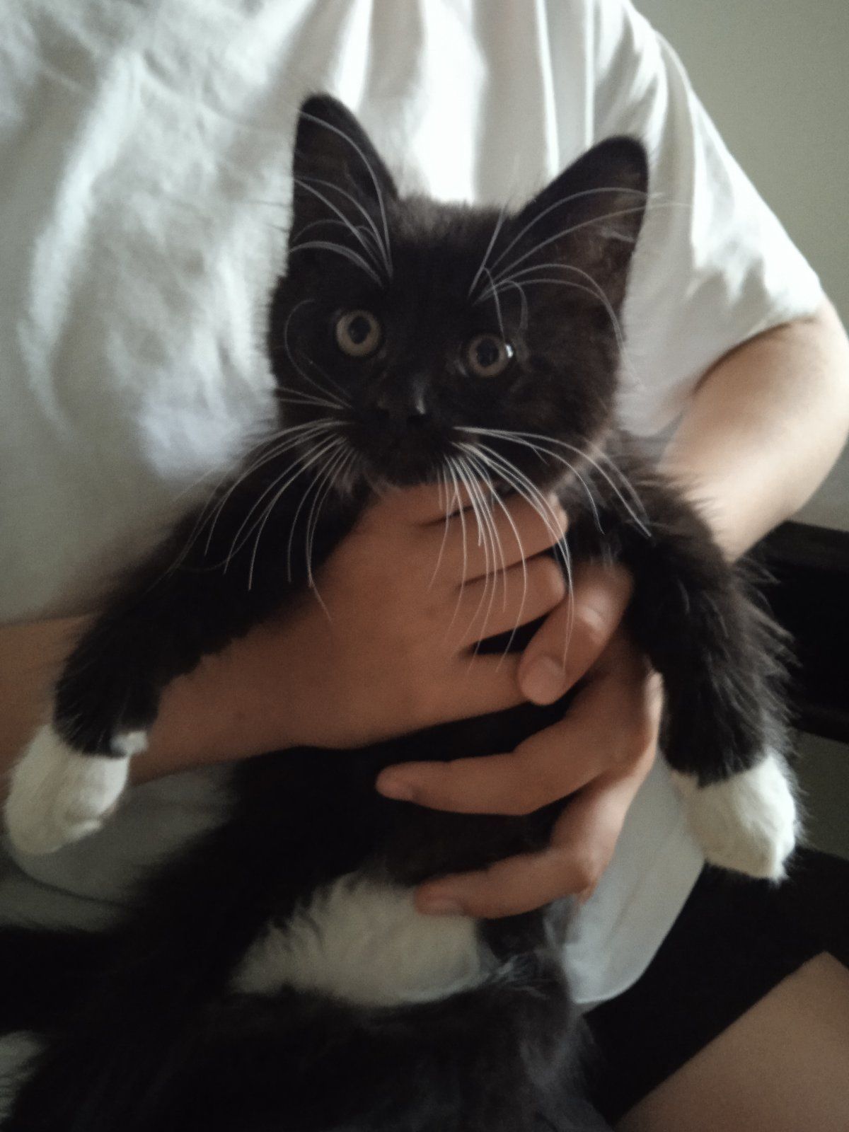 Кошеня