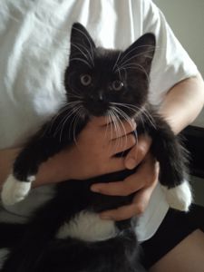 Кошеня