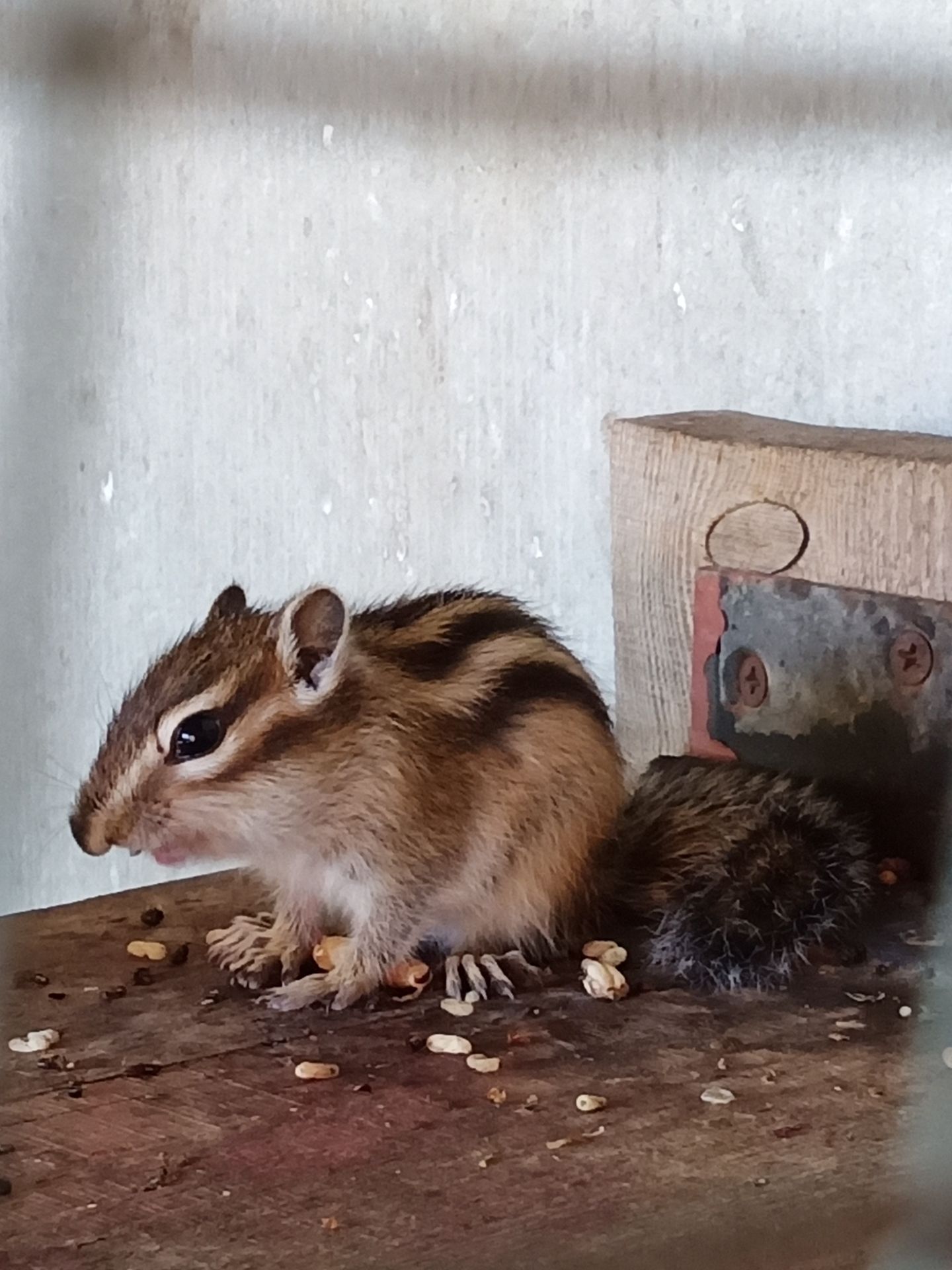 Бурундук