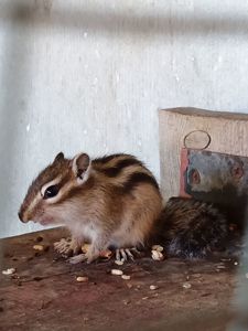 Бурундук