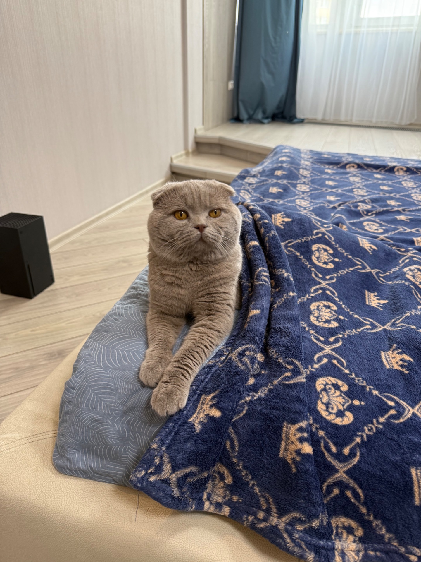 Кот Кокос