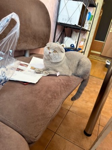 Кот Кокос