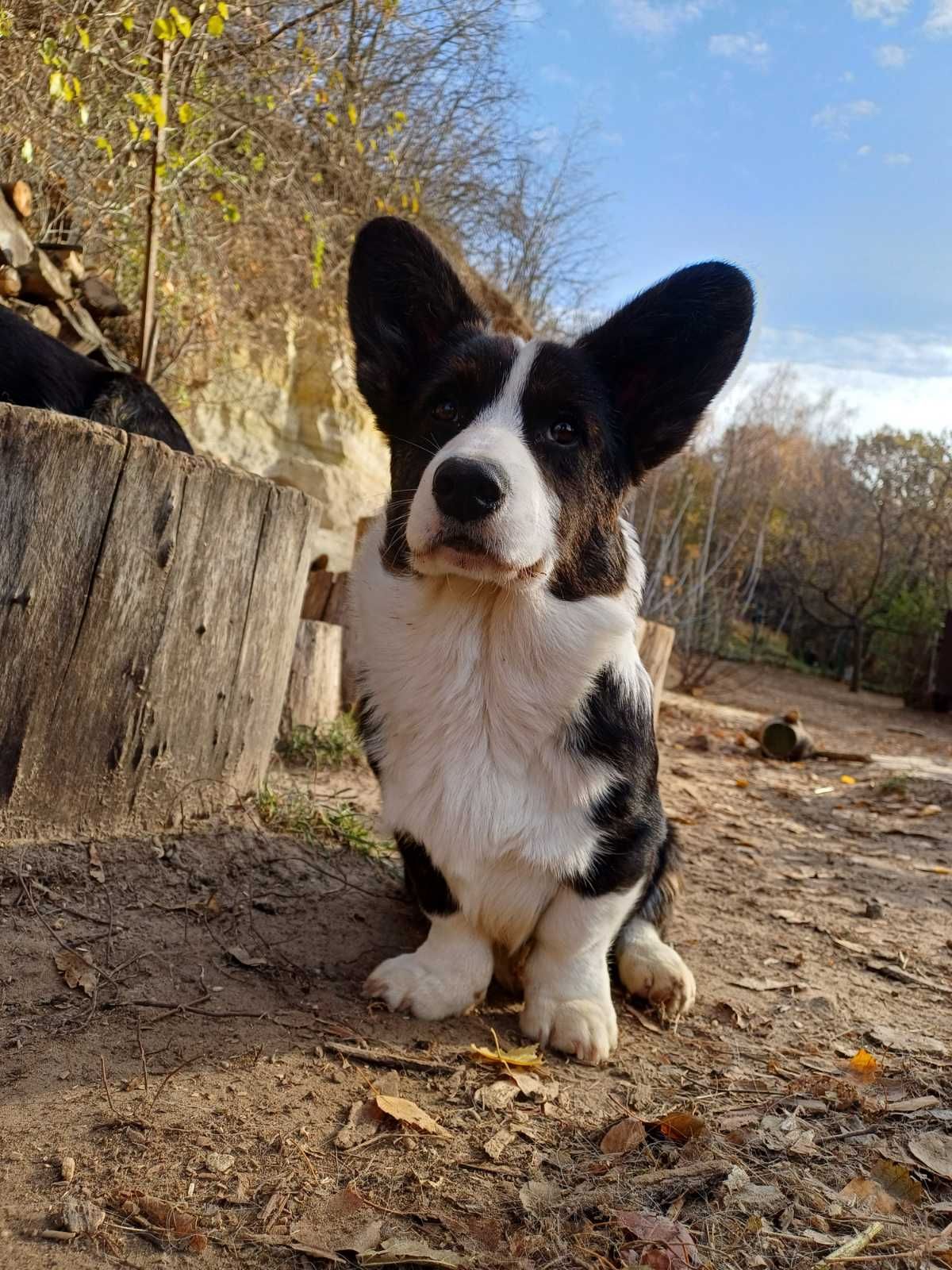 Підросший хлопчик кардиган